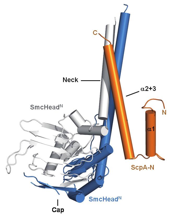 이구조는특이하게도 ScpA N a-helix 한개가 SmcHead 바로위쪽부분의 coiled-coil 부분 (neck) 에결합하여 a-helix 세개로이루어진 coiledcoil 을형성한다는것을알수있었다. ( 그림 3) 그림 3. SmcHead-ScpA N 의구조.
