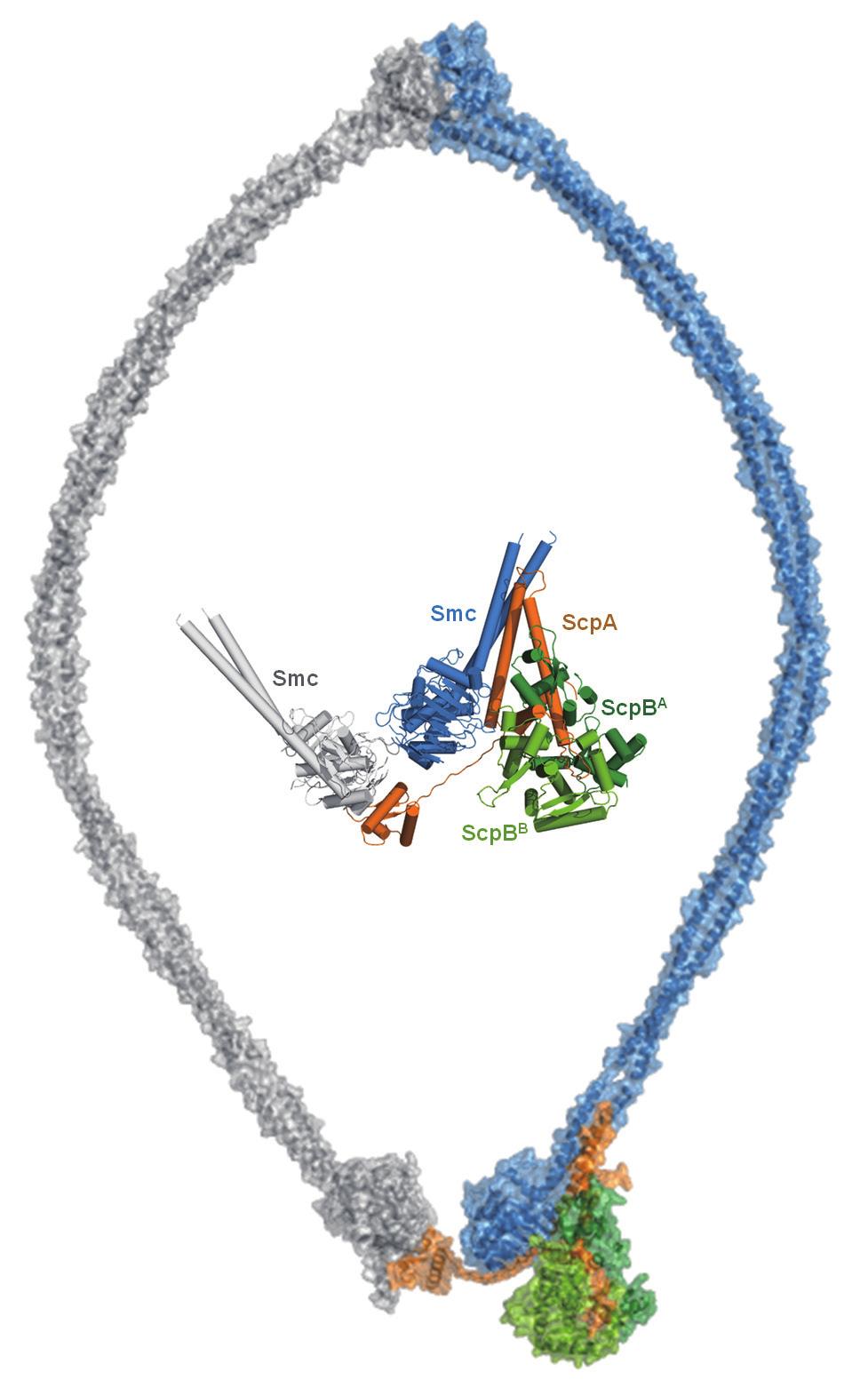 Structural biochemistry of ATP-driven dimerization and DNAstimulated activation of SMC ATPas es. Curr Biol 14,1778-1782 를형성한다는것을알수있었다. ( 그림4) 5.