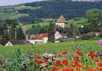 포도밭을설명과함께둘러볼수있도록제안하는여행사들 Bacchus Wine Tours / Safari Tours bacchuswinetours@wanadoo.fr http://burgundy-tourism-safaritours.com,.(8 ) (Beaune),.