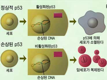 암과유전자 암은유전자의형질변환으로부터시작된다.