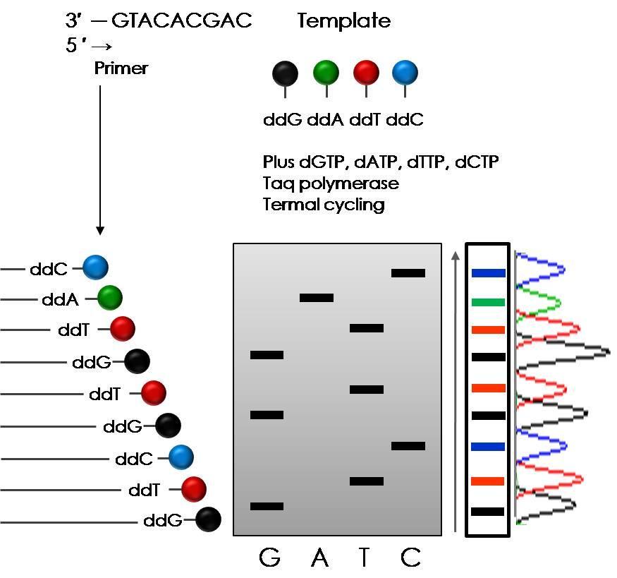 직접염기서열분석법 Dideoxy chain-termination 원리 dideoxynucleotides triphosphates (ddntps) 를첨가하면 DNA 합성반응중지 형광이표지된시발체, Taq