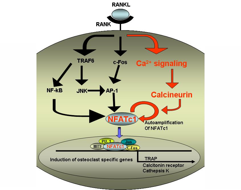 Fig. 1. RANKL-induced signaling pathways and the role of Ca 2+ signaling in osteoclastogenesis. RANKL-RANK interaction results in NFATc1 activation via the c-fos and TRAF6 signaling pathways.