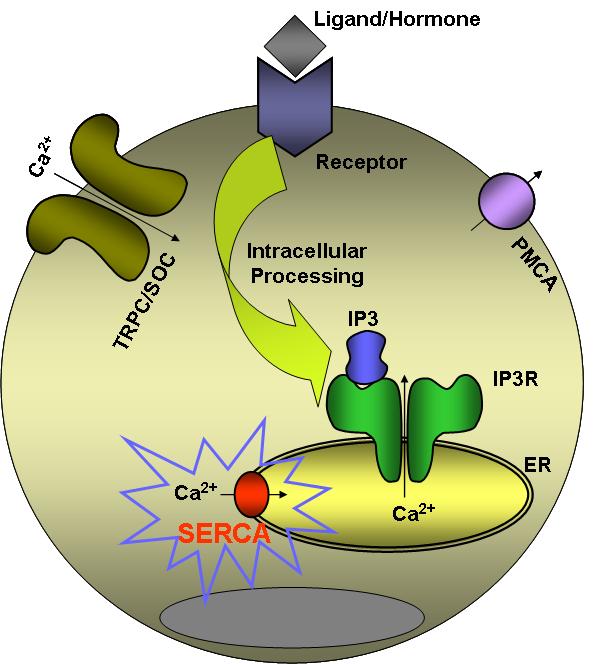 Fig. 2. The role of SERCA in the Ca 2+ signaling complex. Binding of an external signaling molecule to a receptor leads to a cascade of intracellular signaling which induces IP 3 formation.