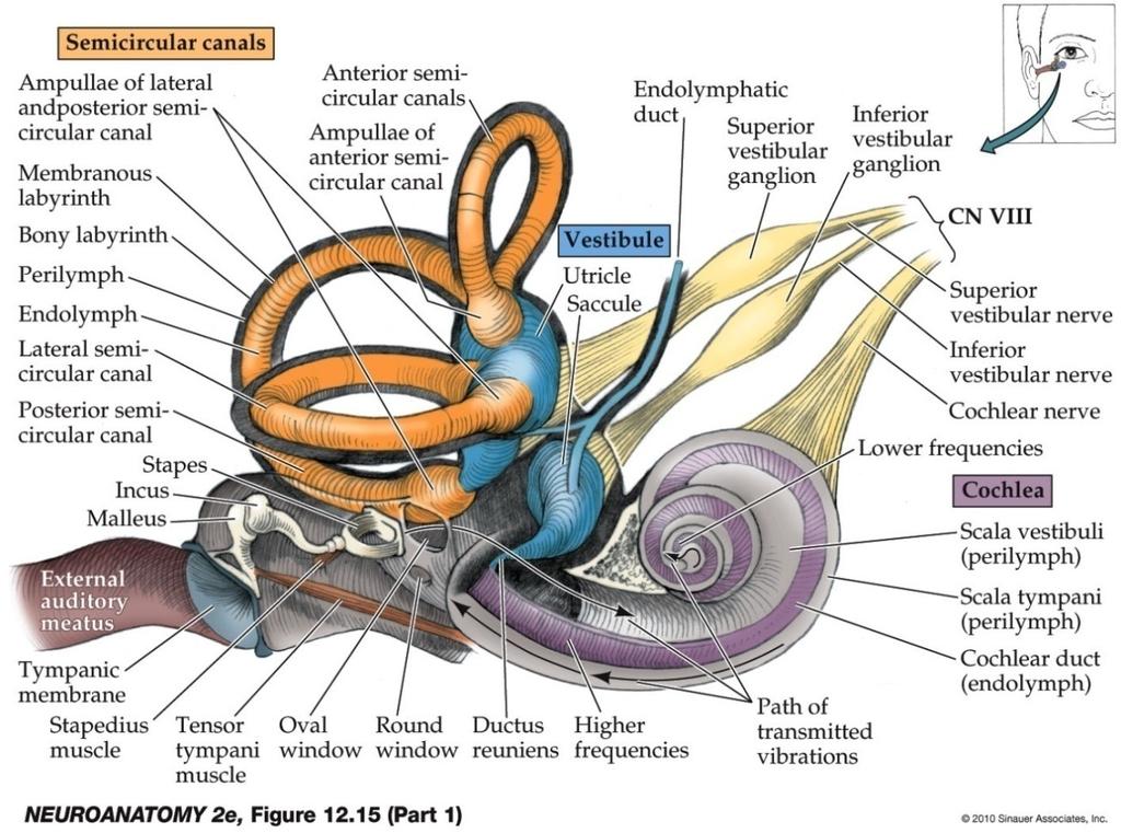 Vestibular nerve( 전정신경, 안뜰신경 ) 1 st order sensory neuron 들로구성평형정보를 vestibular apparatus( 전정기관 ) 에서받음세 semicircular duct( 반고리관 ) 등 vestibular