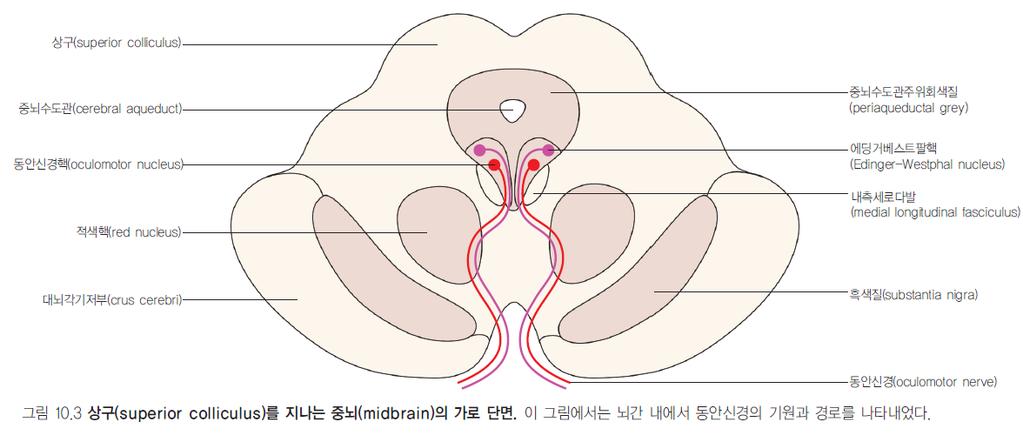 III. Oculomotor nerve( 동안신경, 눈돌림신경 ) 구성 1. somatic motor neuron: extraocular muscles( 외안근 ) 대부분지배 2.