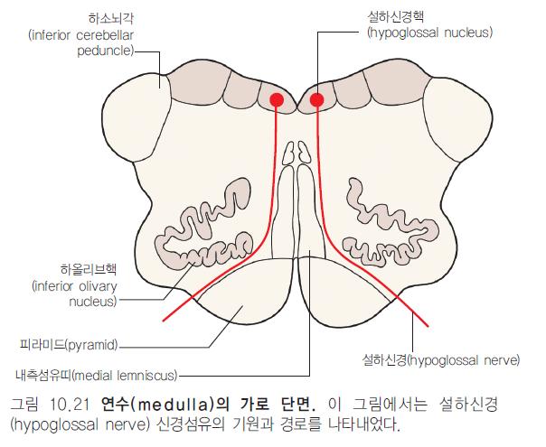 XII. Hypoglossal nerve( 설하신경, 혀밑신경 ) medulla 에서 pyramid 와