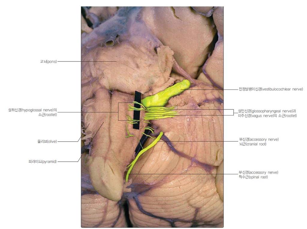 외인근 ) intrinsic muscle( 내재근 ) 반대편 motor cortex 로부터