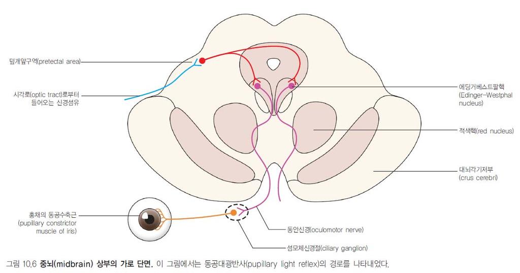 Pupillary light reflex( 동공대광반사 )