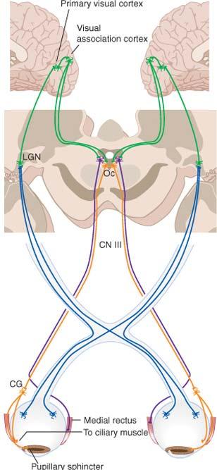 Accommodation reflex( 원근조절반사, 초점조절반사 ) 가까운물체볼때일어나는반사 1) 좌우시각축 convergence( 모음 ) 2) ciliary muscle( 섬모체근, 모양체근 )