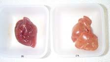 1. Liver weight in rats fed the experimental diets for 4 weeks Group Liver