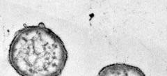 국내환경분리신규미생물의예 Paenibacillus jinjuensis 진주에서발견한신종미생물 Leuconostoc kimchii