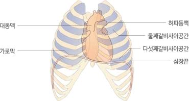 2) 폐순환우심방으로돌아간정맥혈은우심실을거쳐폐동맥을통하여폐로들어간다. 폐에서혈액은이산화탄소를버리고산소를받아들여동맥혈로된후폐정맥을거쳐좌심방으로돌아간다. 이러한혈액의순환을폐순환 ( 소순환 ) 이라고한다. 우심실 폐동맥 ( 정맥혈 ) 폐( 가스교환 ) 폐정맥( 동맥혈 ) 좌심방다.