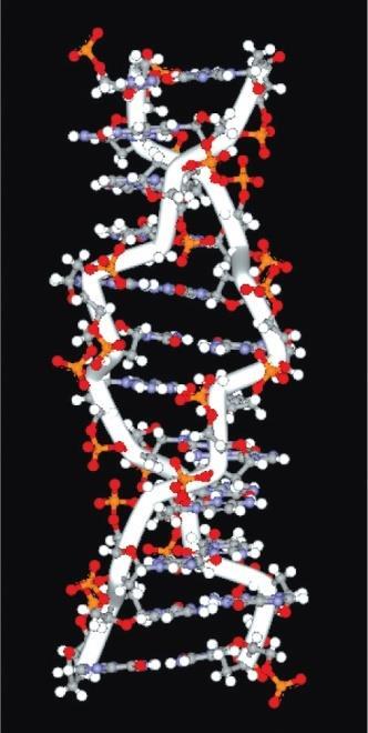 그림 ; 지그재그당인산골격을갖는 Z-DNA 와 Z-DNA 에항체가결합하여흰색을나타냄 단 Z-DNA