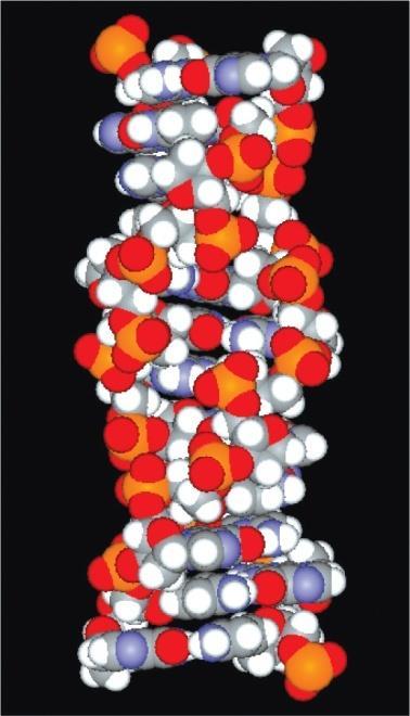 5 - CGCGCG 3 서열이있는경우 2M 이상의염화나트륨속에서는 Z-DNA 로존재하나나머지 DNA 는