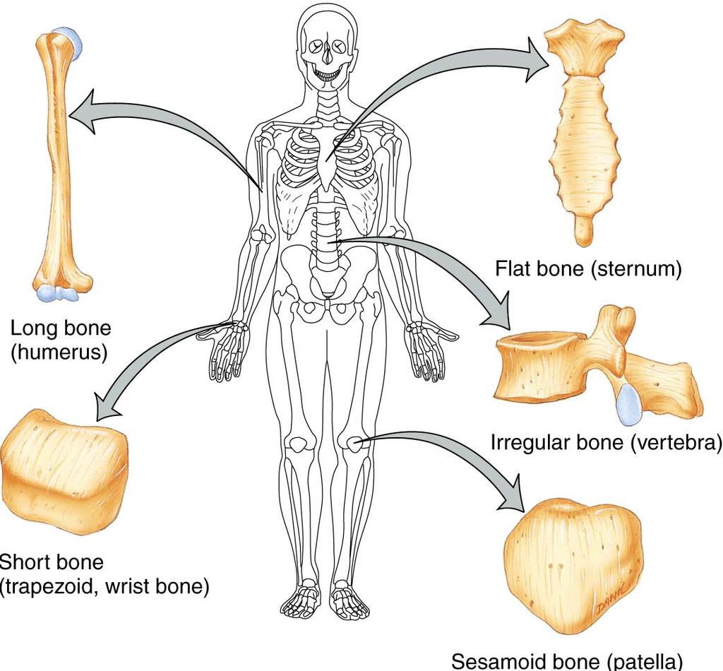 형태에따른골격의분류 편평골