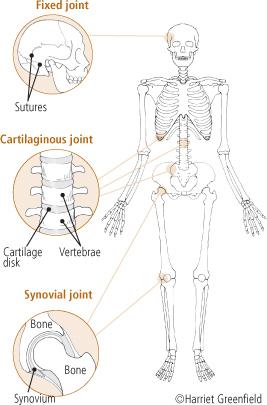 관절 (articulations) 1. 부동관절 (immovable joint): 두개골뼈사이의관절 2.