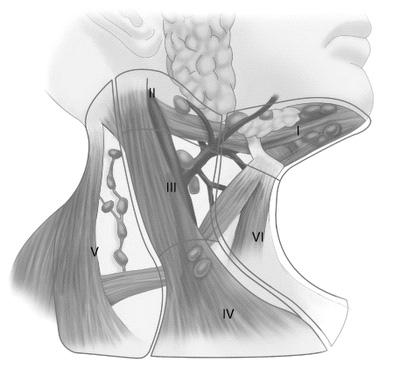 정상림프절의분포 전신에 600여개 성상 -soft -flat 만져질수있는곳 -submandibular (<1 cm) - axillary - inguinal (<2 cm)