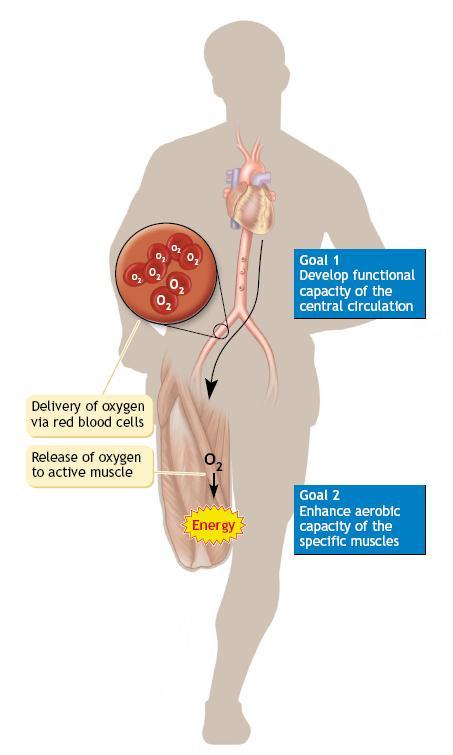 1. 심장에서혈액을통해각조직에필요한산소를운반하는능력을향상시키는것 2.