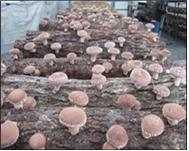 1985). 이와같이표고버섯에함유된다양한기능성성분들을활용하고자하는연구들이국내외에서다양하게수행되고있다.