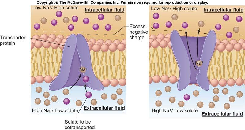 2-2-2. 이차능동수송 ATP 에의한수송체분자의인산화대신에막사이로형성된이온의농도기울기를에너지원으로사용한다. 포도당이나아미노산과같은영양물질의운송과연결되어있다. 따라서, 이차능동수송을수행하는수송체는두개의결합부위를가지고있다.