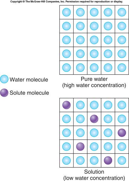 3. 삼투 물은세포막을쉽게통과하는극성분자로이는 aquaporin 이라는막단백질때문이다. 이채널을통해물은확산된다.