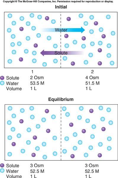 어떻게막을가로질러물의농도차가형성되는가? 물에용질을가하면순수한물과비교하여용액의물의농도는감소한다.