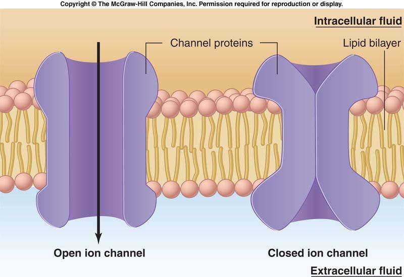 1-3-4. 이온채널을통한확산의조절 이온채널이열리고닫히는것을채널개폐 (channel gating) 이라하고, 이는이온의막통과를빠르게조절한다. 채널개폐의조절 1) 특정분자가채널단백질에결합하여직간접적으로단백질의구조변화를유발한다. 이러한것을리간드개폐이온채널 (ligand-gated ion channel) 이라한다.