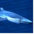 상어연골 Shark artilage Natural Standard Monograph, opyright 2010 (www.naturalstandard.com). 상업적목적으로사용하는것을금합니다. 본글은오직정보전달을위해작성되었으며, 특정한의학용도로사용될수없습니다. 관련요법과건강상태에대해결정을내리기전에건강전문가와꼭상의하십시오.