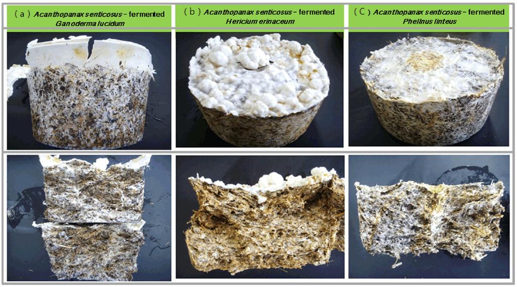 416 조주현 최구희 박인재 백순옥 김형하 김충식 Table 5. Mycelial density by period of fermentation in culture pot ( 180 mm, 2,000 ml) Period of fermentation Mycelial density (day) G. lucidum 1) H. erinaceum 2) P.