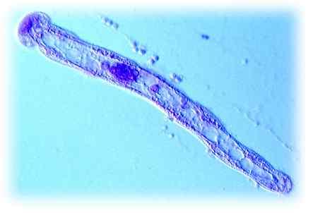 1. 중생동물문 [Mesozoa] : 단순한구조로무척추동물에기생.