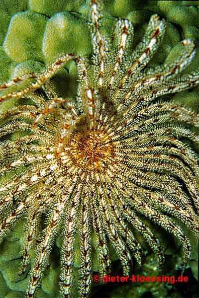 바다나리아문 [Crinozoa] 바다나리강