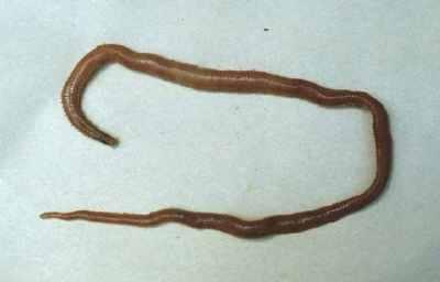 20. 환형동물문 [Annellida] : 동규적체절제, 측각 (parapodium) 다모강 [Polychaeta] : 갯지렁이류 빈모강 [Oligochaeta] : 지렁이류 흡구충강 [Myzostomida] :