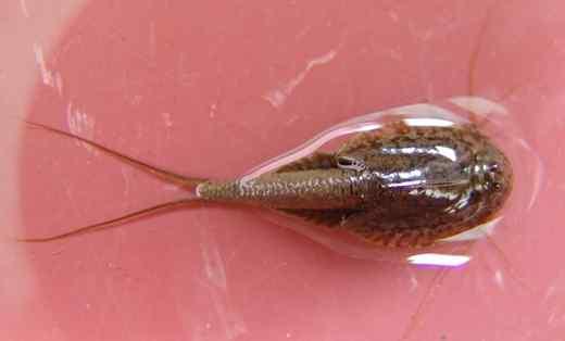 노래기류순각강 [Chilopoda] : 지네, 그리마류결합강 [Symphyla] 소각강 [Pauropoda] 곤충강 [Insecta] 톡토기목 (Collembola), 좀목 (Thysanura), 하루살이목