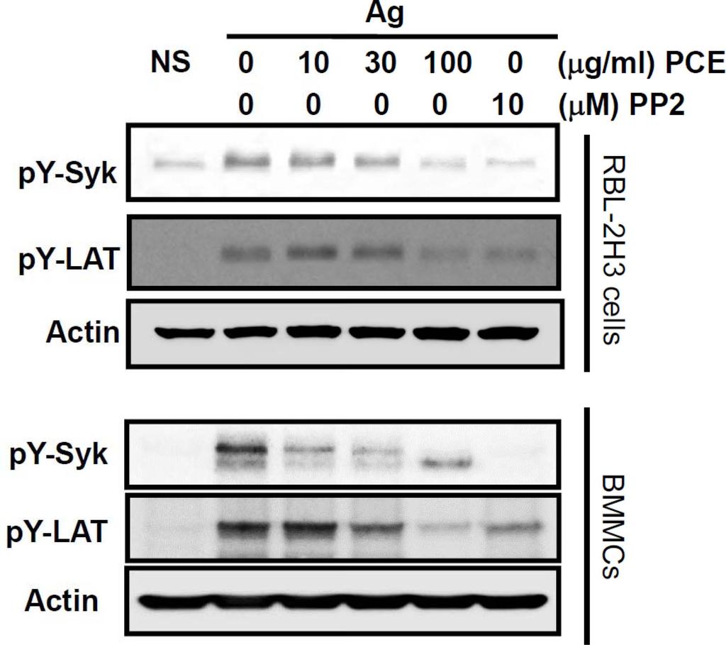 380 So young Jo and Young Mi Kim Fig. 5. Effect of Penthorum chinense extract (PCE) on the activating phosphorylation of Syk and LAT in Ag-stimulated mast cells.