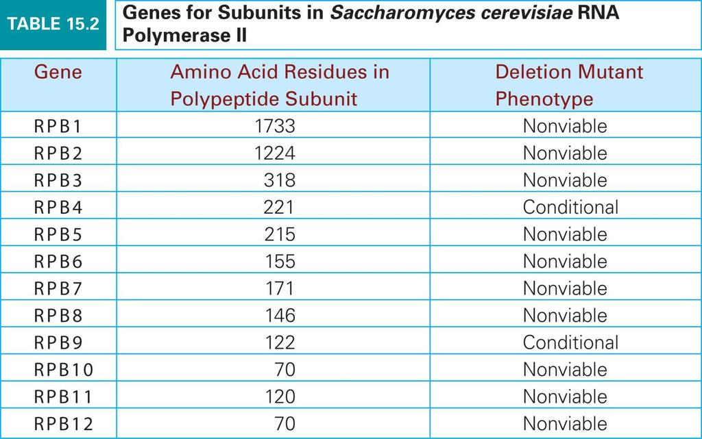 Eukaryotic RNA polymerases are more complex than prokaryotic ones RNA polymerase I has 14 subunits RNA polymerase II has 12 subunits RNA polymerase III has 17 subunits Bacterial RNA polymerase has 5