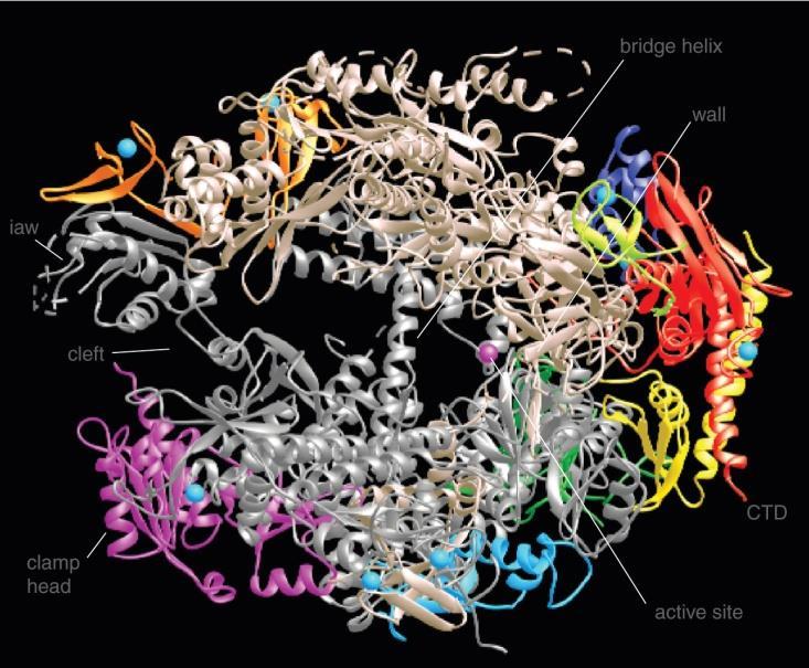6 Structure of the Δ4/7 RNA polymerase II Eukaryotic and