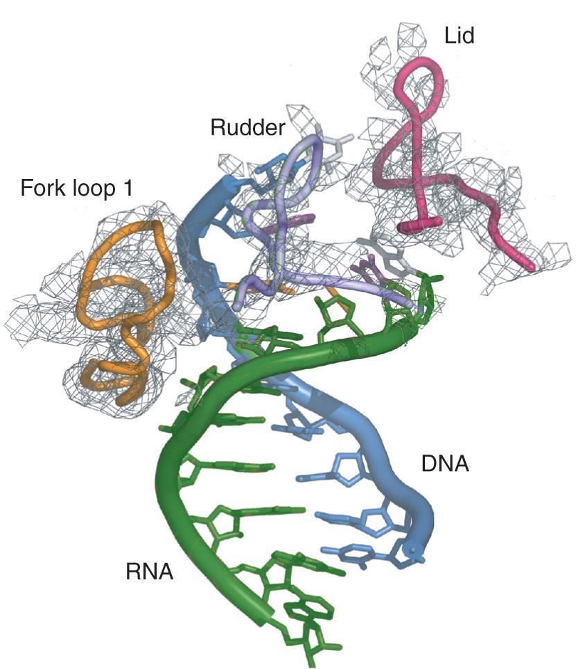 The roles of fork loop 1, rudder, and lid in transcription elongation 7-8 base pair 로된 DNA-RNA hybrid 는 active site 로부터나오면서방향이바뀌면서분리가되어나온다.