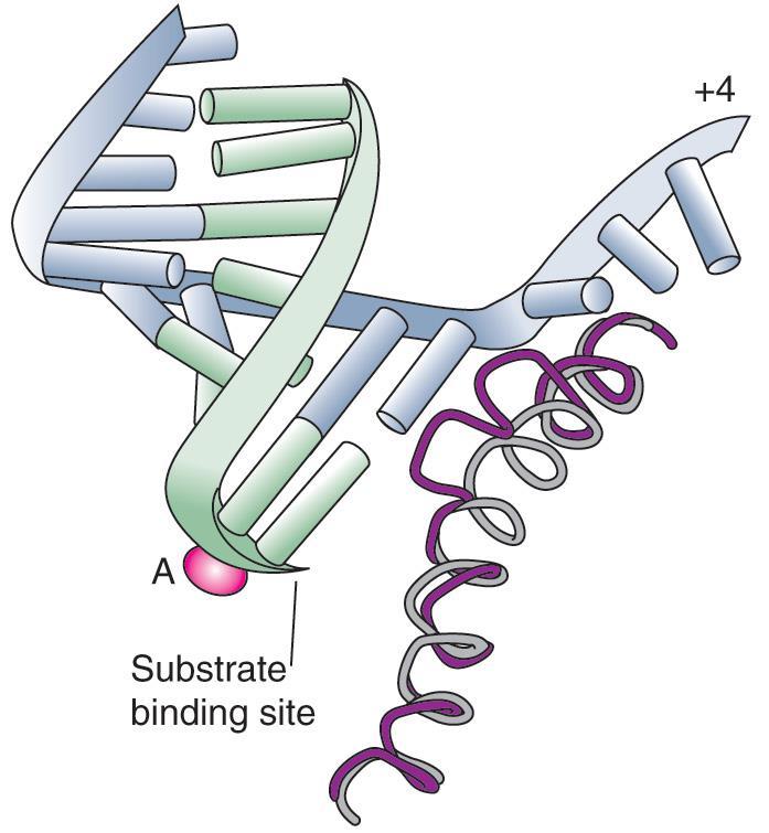 The bridge helix acts as a ratchet to advance RNA polymerase on DNA RNA polymerase가새로운염기를가하면서 DNA 주형을따라움직이는가를설명함.