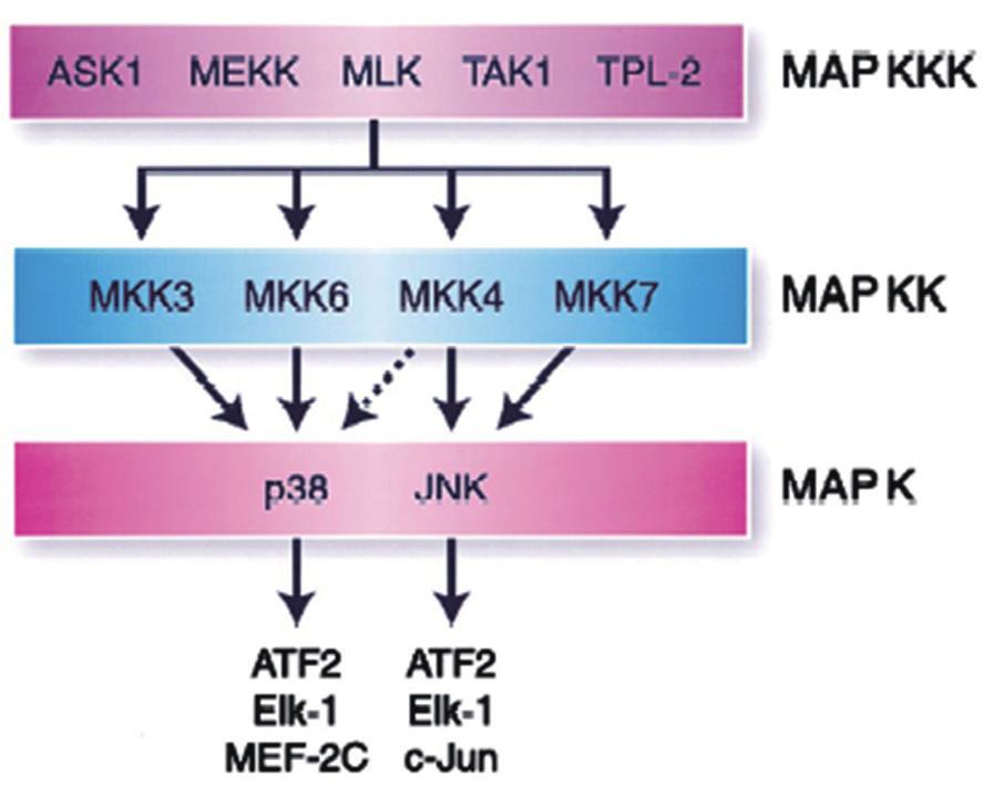 심현준 소음성난청 Fig. 1. Stress-activated MAPK signaling modules. The JNK and p38 MAPK are activated by dual phosphorylation on Thr and Tyr caused by members of the MAPKK group of protein kinases.