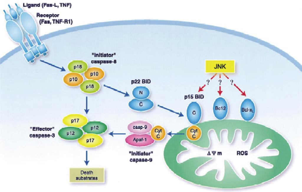 Hyun Joon Shim Noise-Induced Hearing Loss Fig. 2. Role of the JNK signaling pathway in stress-induced apoptosis. The caspase apoptotic machinery is illustrated in a simplified cartoon.