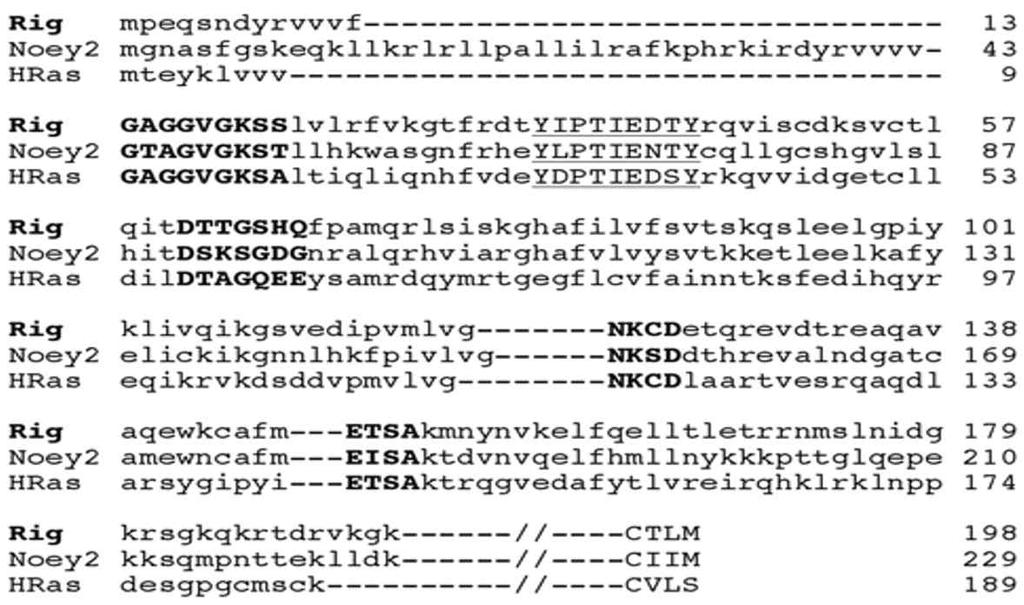 k k 1 34 35 192 193 229 G1 G2 (Effector) G3 G4 G5 N-terminal Extension GTP Binding Domain C-terminal Domain Figure 12.