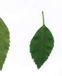 ( 잎몸, 잎자루, 잎맥등이있습니다. ) 2. 잎의기공이하는일은무엇일까요? ( 줄기에서이동한물이빠져나가는곳입니다.
