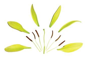 나리꽃의구조 암술머리 수술 꽃받침 꽃밥 꽃잎의바로안쪽에둥글게배열되어있다. 가늘고긴수술대와꽃밥으로구성되어있다. 꽃밥에서는꽃가루가만들어지고꽃밥이성숙하면꽃가루가터져나온다. 2.