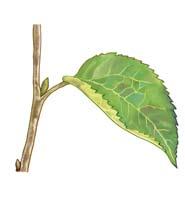 셀러리 (celery) 줄기의단면 4. 잎 잎은광합성을하여양분을만들어내는주된기관으로, 넓적한잎몸과길쭉한잎자루로이루어져있으며, 줄기와함께지상부를이룬다.