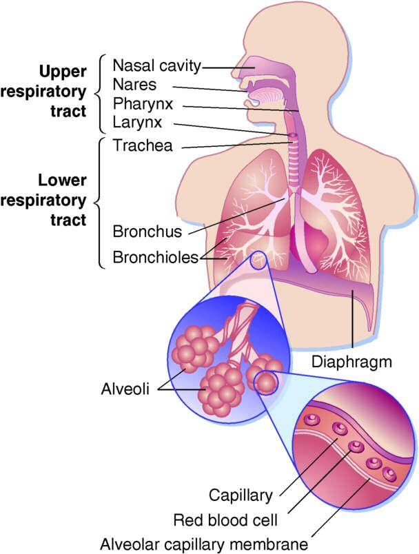 주요호흡기감염