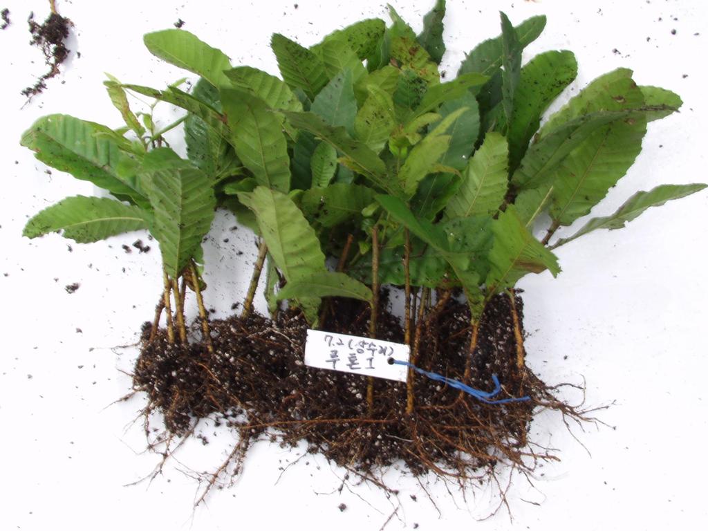 Rooted cuttings of