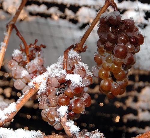 아이스와인 /Ice wine Ice wine grape, frozen on the vine Basic Aroma: Honey,