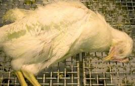 추백리 ) 뉴캐슬병 (Newcastle Disease) 닭의급성전염병