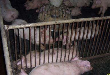 가축위생에문제가되는병원균 ( 돼지 ) 돼지는혼합통 (Mixing Vessel)