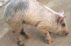 돼지에의하여만들어지는변종바이러스 사람에게전염되어치명적전염유발 돼지단독 (Erysipelothrix